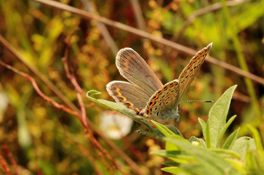 Forse Polyommatus?